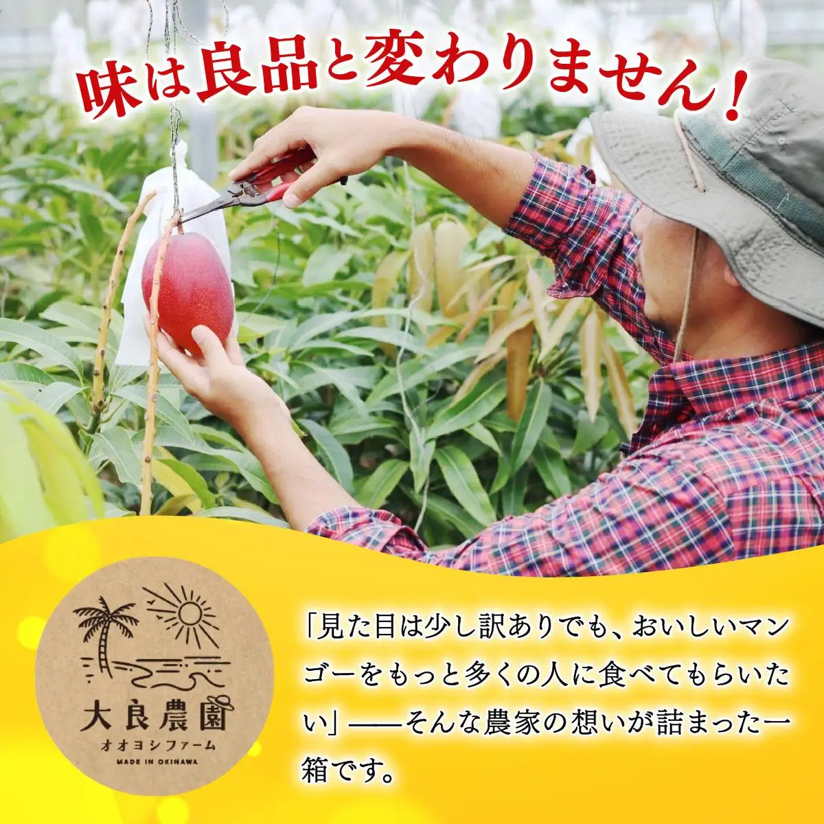 【2026年夏発送】【先行予約】訳あり  アップルマンゴー！2kg箱(4～6玉)