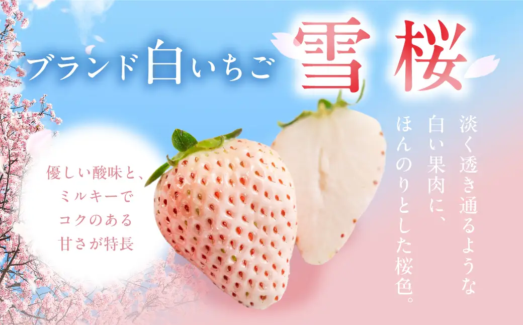 希少白いちご 雪桜 2P 高級 苺