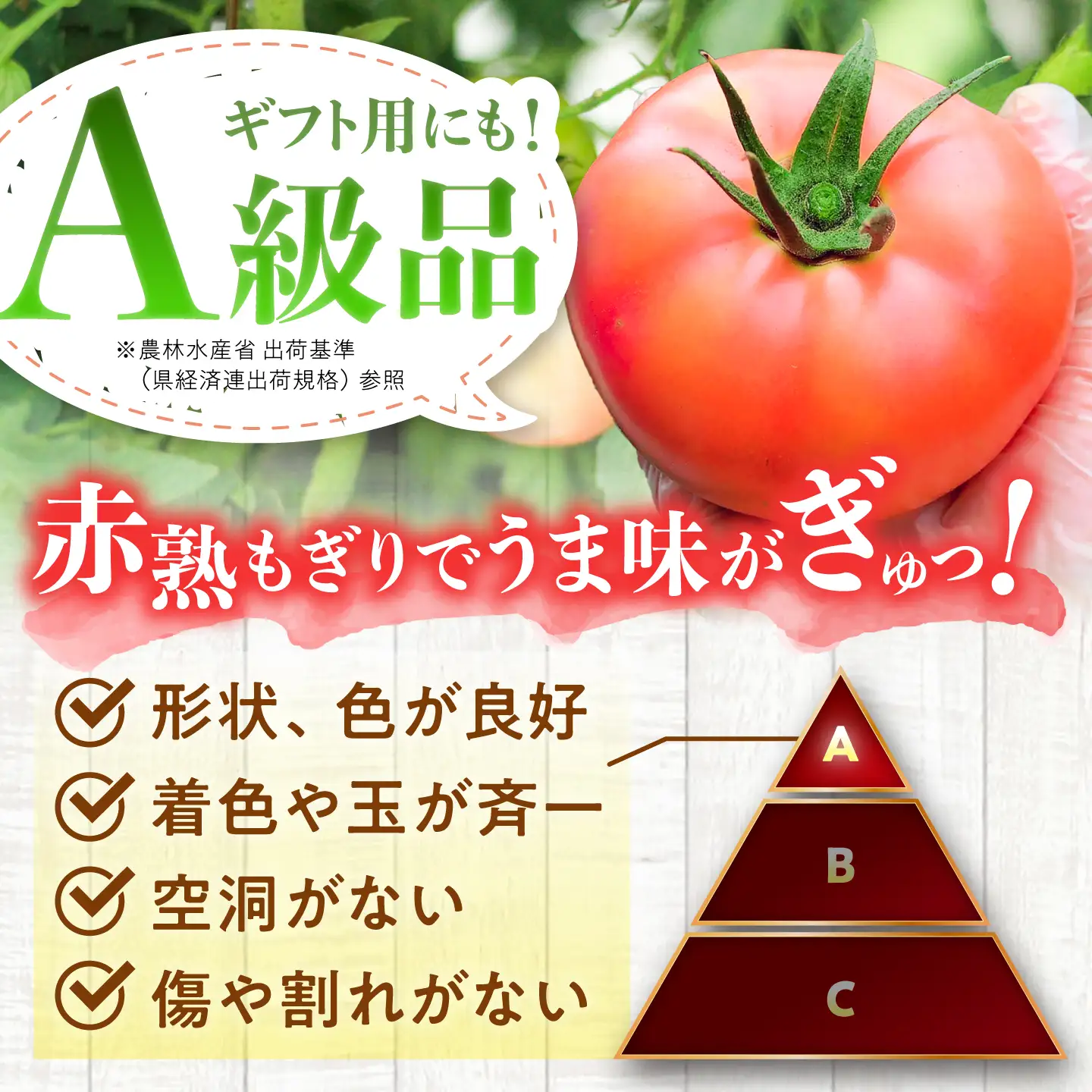 【先行予約】王様トマト 3.7kg 箱入り 恵那市 / 阿部農園[AUGA005] トマト