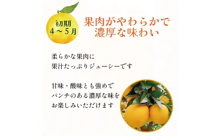 訳あり 愛南ゴールド ( 河内晩柑 ) 旬の定期便 全3回 8kg かわちばんかん ミカン わけあり  家庭用 あいなん ゴールド 蜜柑 和製 グレープフルーツ 産地直送 国産 農家直送 期間限定 数量限定 フルーツ 果物 柑橘 傷 不揃い 規格外 愛媛県 愛南町 愛なんよ 