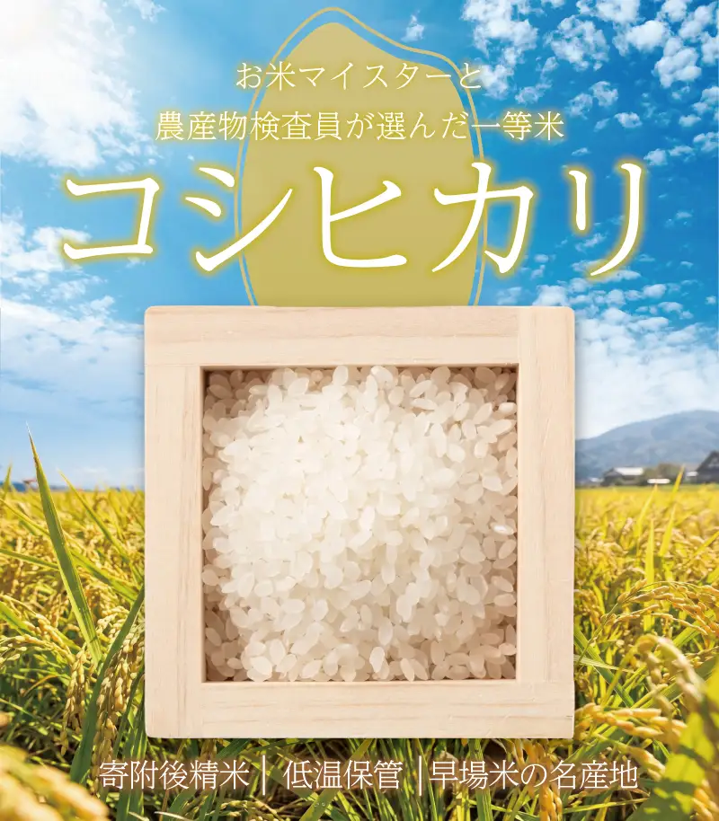 コシヒカリ 5㎏ 新米 令和8年産 精米 コシヒカリ 先行予約 OYD008