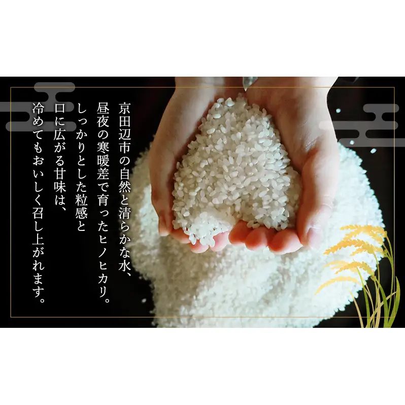 令和8年産 新米 ヒノヒカリ 5kg　米 コシヒカリ お米 ご飯 ごはん 精米 京都府 京田辺市