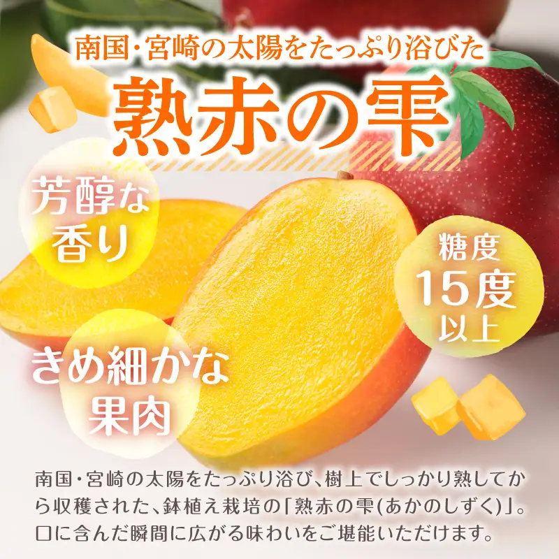 マンゴー 完熟 マンゴー 期間限定[数量限定 《2026年発送先行予約》 宮崎県産鉢植え完熟マンゴー 熟赤の雫(あかのしずく) 化粧箱入り2L×2玉 フルーツ くだもの デザート]