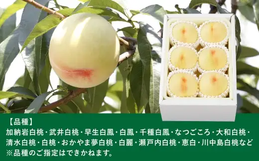 岡山白桃 （ 中世 ） 6玉 （ 1玉240g以上 ） 果汁 果肉 糖度 有袋栽培 くだもの 果物 果実 白桃 もも モモ 桃 国産 岡山県産 フルーツ 【 2026年7月上旬～8月下旬発送予定 】