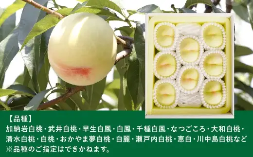 岡山白桃 （ 中世 ） 8玉 （ 1玉220g以上 ） 果汁 糖度 果肉 有袋栽培 くだもの 果物 果実 白桃 もも モモ 桃 国産 岡山県産 フルーツ 【 2026年7月上旬～8月下旬発送予定 】