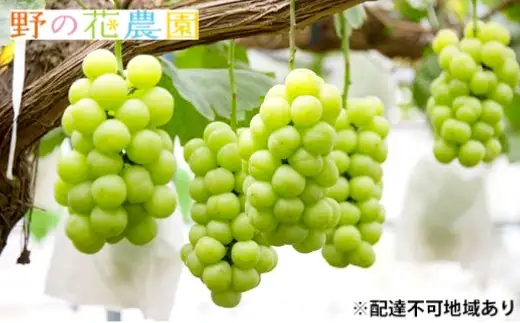 岡山県産 桃太郎ぶどう 2房 （ 1房480g以上 ） 露地栽培 果物 くだもの 果実 フルーツ 葡萄 ぶどう ブドウ 国産 皮ごと 【 2026年9月上旬～10月下旬発送予定 】