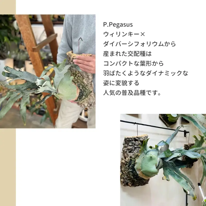 観葉植物 ビカクシダPegasusコルク仕立て