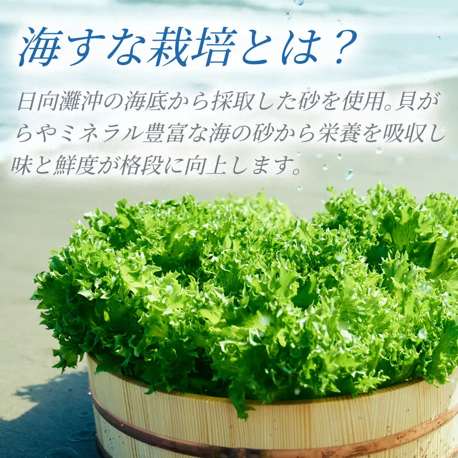 フリルレタス「海すなレタス」12個入り×1箱×定期便6回お届け【E262】