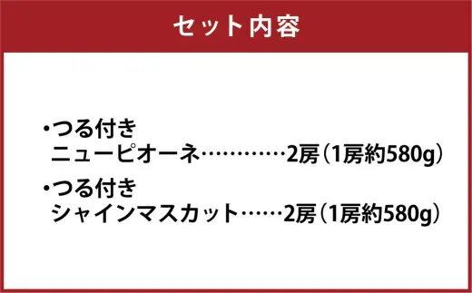 つる付き！ ニューピオーネ ＆ 晴王 シャインマスカット Dセット 露地栽培 ブドウ ぶどう 葡萄 果物 くだもの フルーツ 果実 マスカット 【 2026年9月上旬～10月下旬発送予定 】
