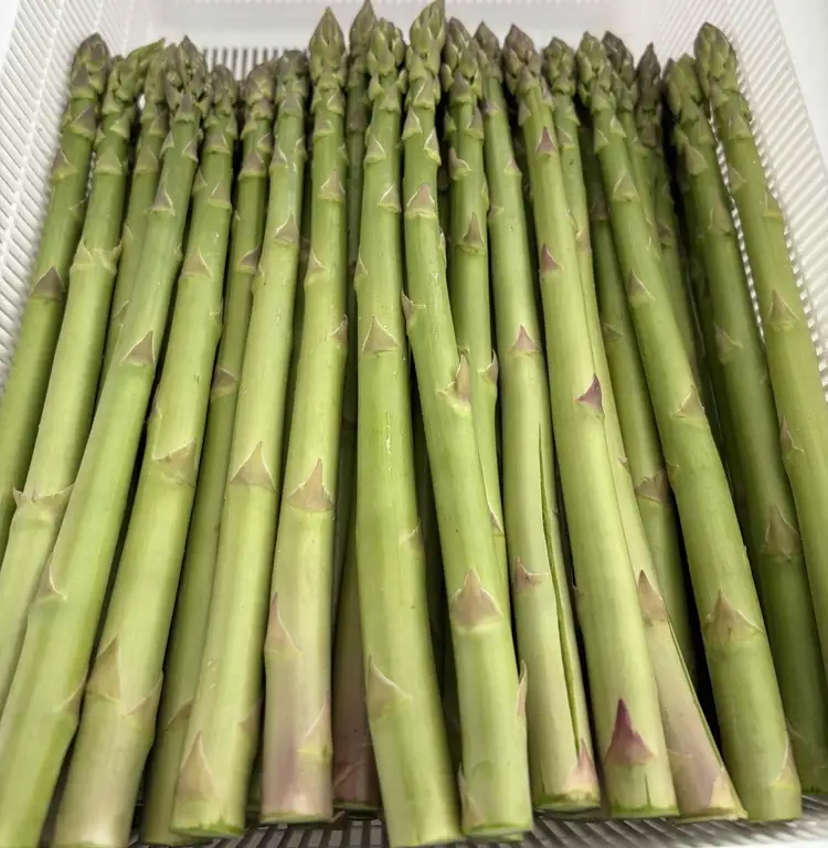 朝採り新鮮アスパラガス 500g【Lサイズ】 | 野菜 アスパラガス グリーンアスパラ 旬 とれたて 春野菜 春 朝採り 朝採れ とれたて 新鮮 みずみずしい サラダ 甘い お取り寄せ 産地直送 冷蔵 岐阜県 瑞穂市