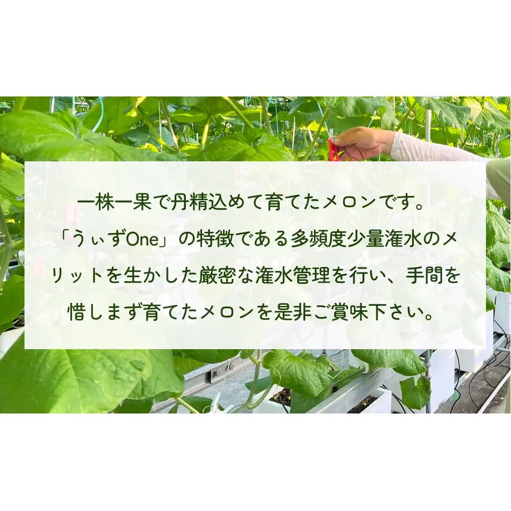 〈先行予約〉 アールスメロン 2個セット 計3.5kg以上（青肉１個、赤肉１個） ＜2026年6月下旬以降発送＞ 【贈答用】【秀品】
