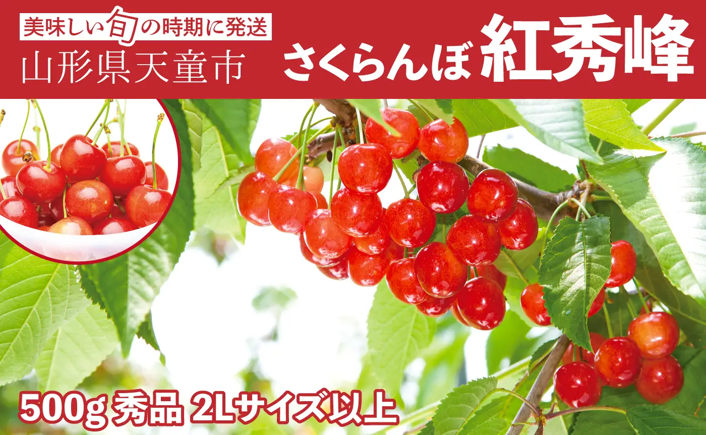 大玉 さくらんぼ ( 紅秀峰 ) 500g 山形 08-06-021