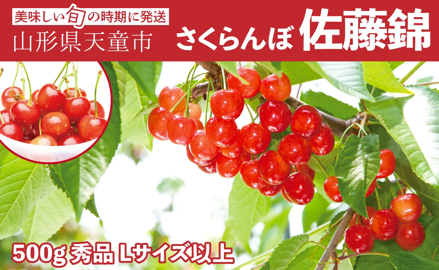 大玉 さくらんぼ ( 佐藤錦 ) 500g 山形 08-06-022