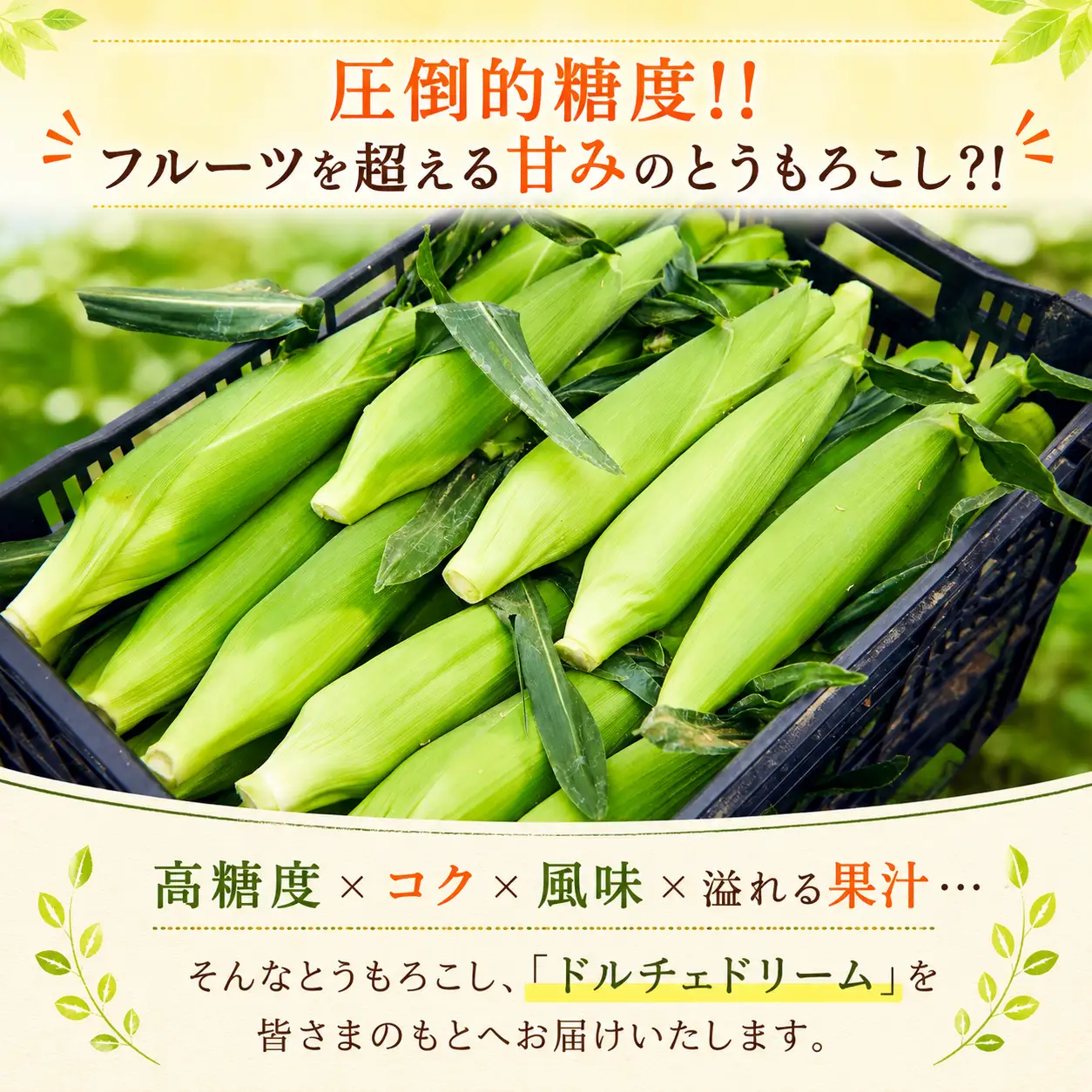 とうもろこし 10-12本セット 柳川市産 トウモロコシ