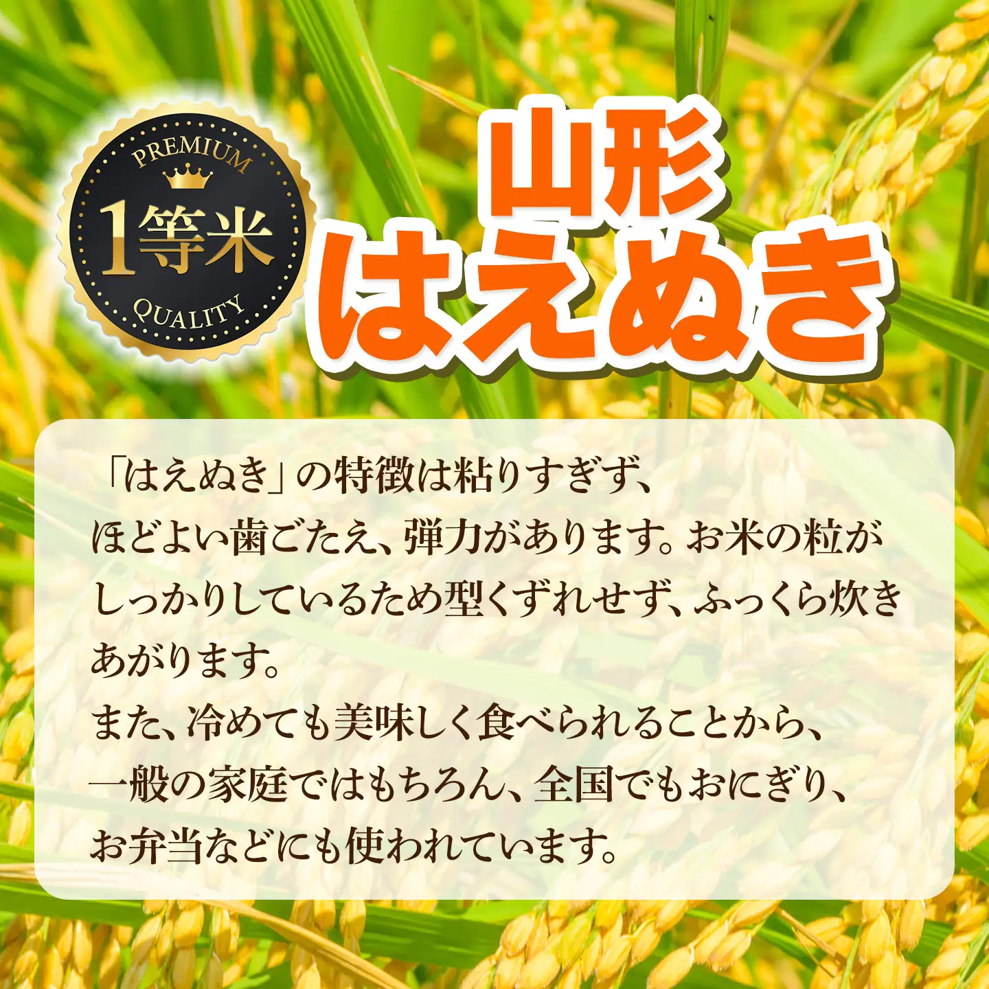 【令和7年産】はえぬき 精米 10kg (10kg×1袋)　山形県鶴岡市　庄内丸山農場　| 10キロ 米どころ 庄内米 ブランド米 米 コメ こめ 精米 ご飯 ごはん 美味しい お取り寄せ 農家直送 お弁当 おにぎり 東北 国産 おすすめ 人気 返礼品