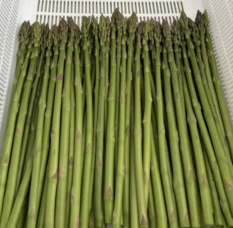 朝採り新鮮アスパラガス 800g【ミニサイズ】 | 野菜 アスパラガス グリーンアスパラ 旬 とれたて 春野菜 春 朝採り 朝採れ とれたて 新鮮 みずみずしい サラダ 甘い お取り寄せ 産地直送 冷蔵 岐阜県 瑞穂市