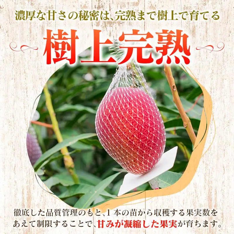 《甘い!!糖度15度以上》 宮崎 樹上完熟 マンゴー 2Lサイズ×3玉 霧島連山の麓育ち 宮崎県産 トロピカル フルーツ お取り寄せ 果物 旬