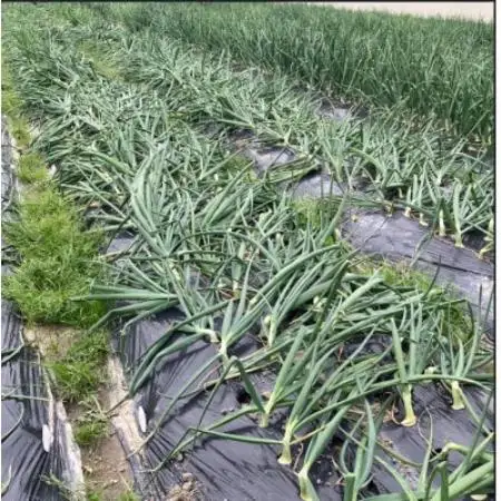 《無選別約2kg|数量限定》泉州たまねぎ　栽培期間中除草剤・殺菌剤不使用【1734819】