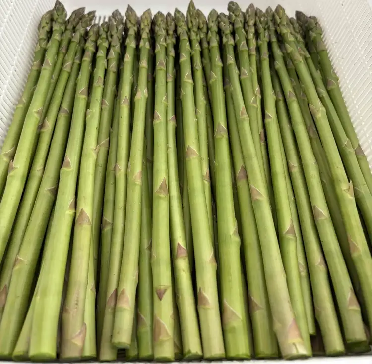 朝採り新鮮アスパラガス 1.5kg【Mサイズ】 | 野菜 アスパラガス グリーンアスパラ 旬 とれたて 春野菜 春 朝採り 朝採れ とれたて 新鮮 みずみずしい サラダ 甘い お取り寄せ 産地直送 冷蔵 岐阜県 瑞穂市