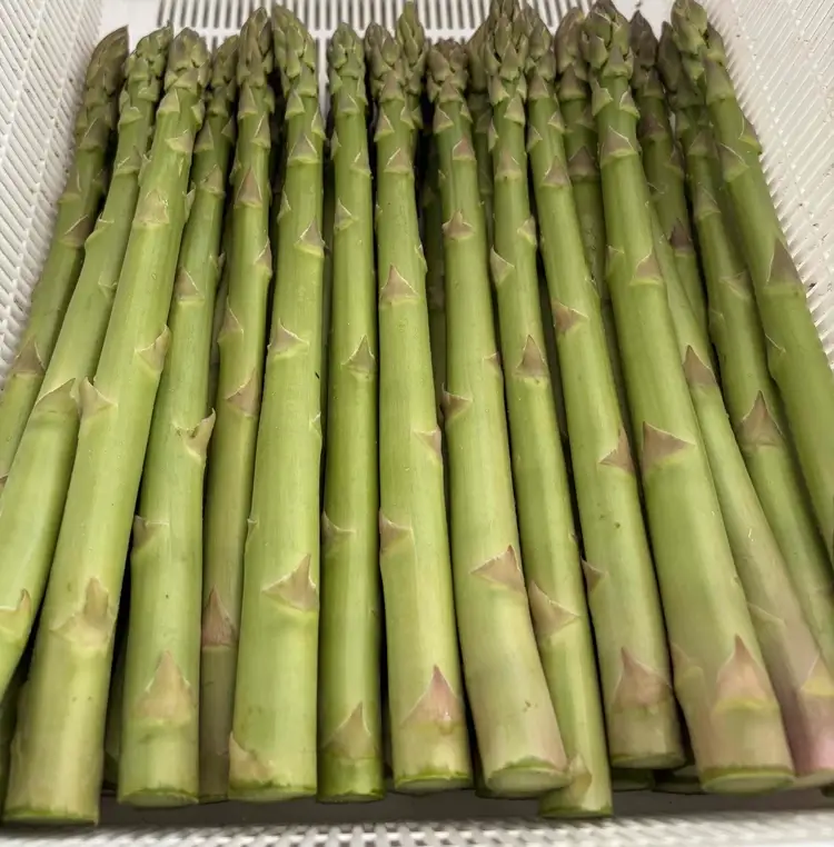 朝採り新鮮アスパラガス 1.5kg【2Lサイズ】 | 野菜 アスパラガス グリーンアスパラ 旬 とれたて 春野菜 春 朝採り 朝採れ とれたて 新鮮 みずみずしい サラダ 甘い お取り寄せ 産地直送 冷蔵 岐阜県 瑞穂市