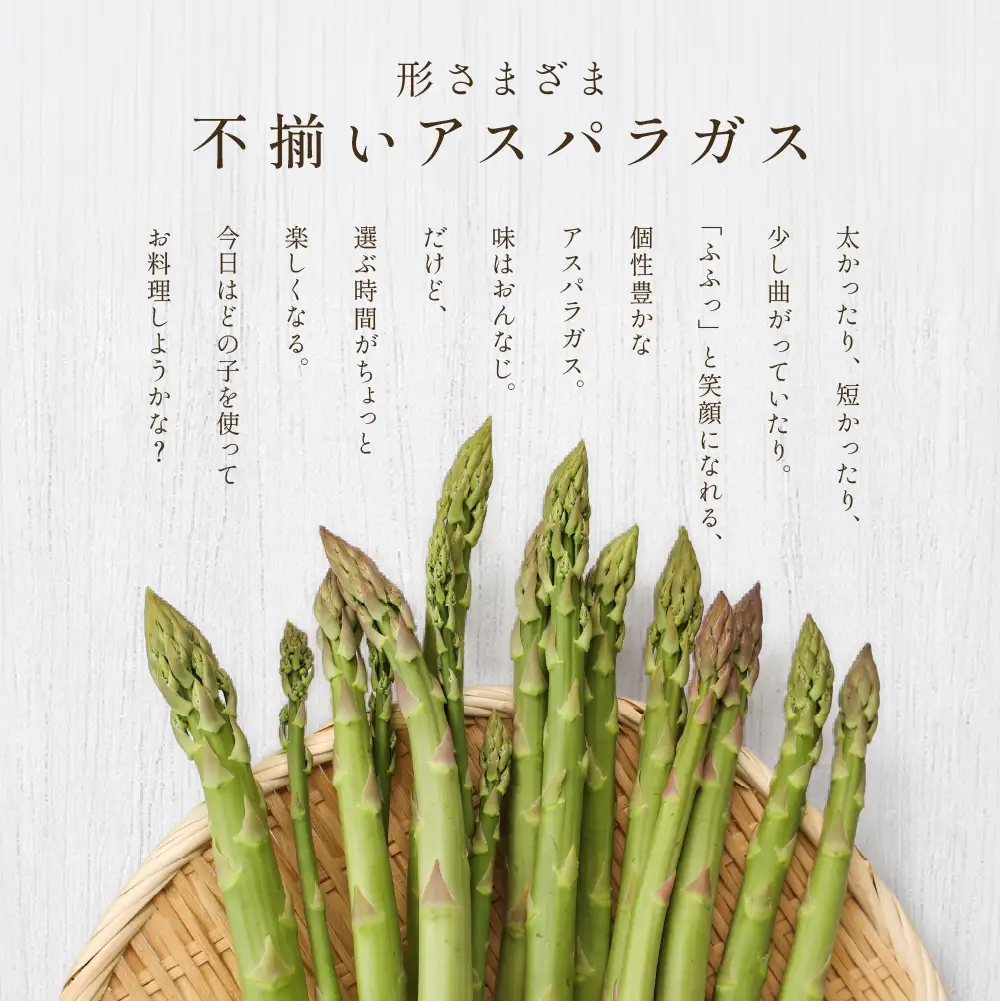 （2026年5月中旬以降から順次発送）訳ありアスパラガス 1.3kg 【期間限定】【119-7】