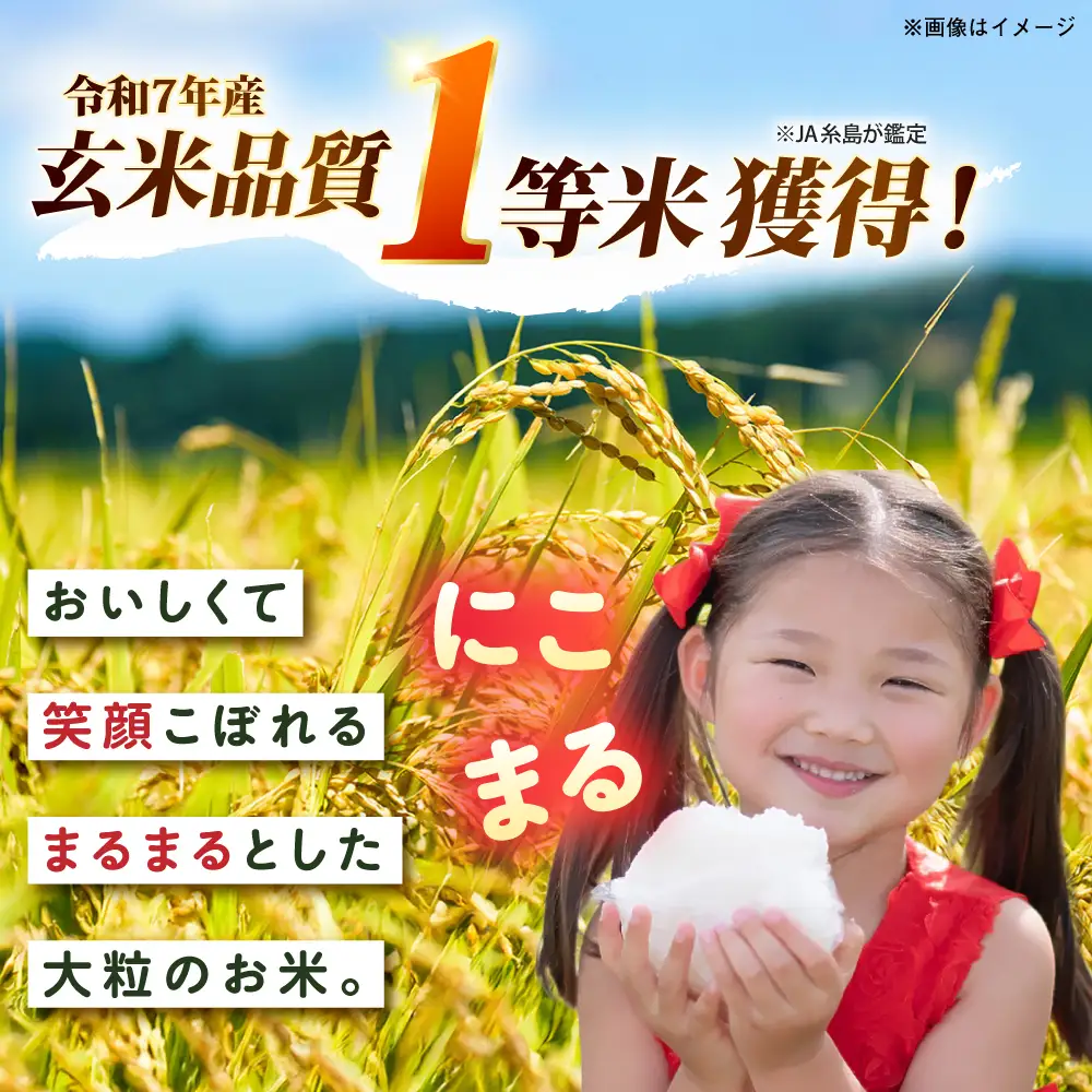 【全3回定期便】 にこまる 玄米品質1等米 白米 5kg 糸島市産 糸島市 / 糸島の恵み コメ こめ ご飯[AGR008]