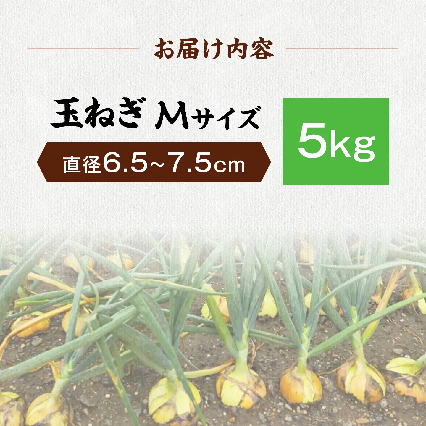 【先行予約】玉ねぎ5kg（Mサイズ）[AQDZ006]玉ねぎ