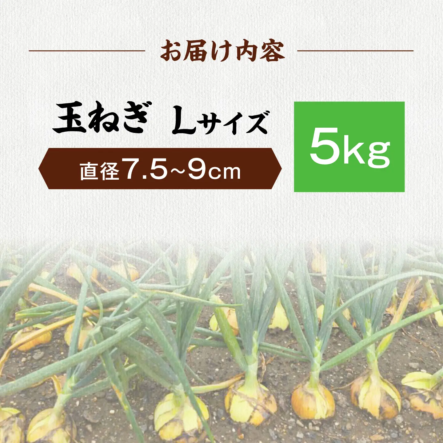 【先行予約】玉ねぎ5kg（Lサイズ）[AQDZ007]玉ねぎ