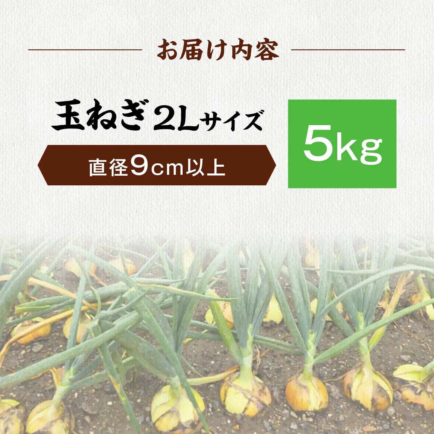 【先行予約】玉ねぎ5kg（2Lサイズ）[AQDZ008]玉ねぎ