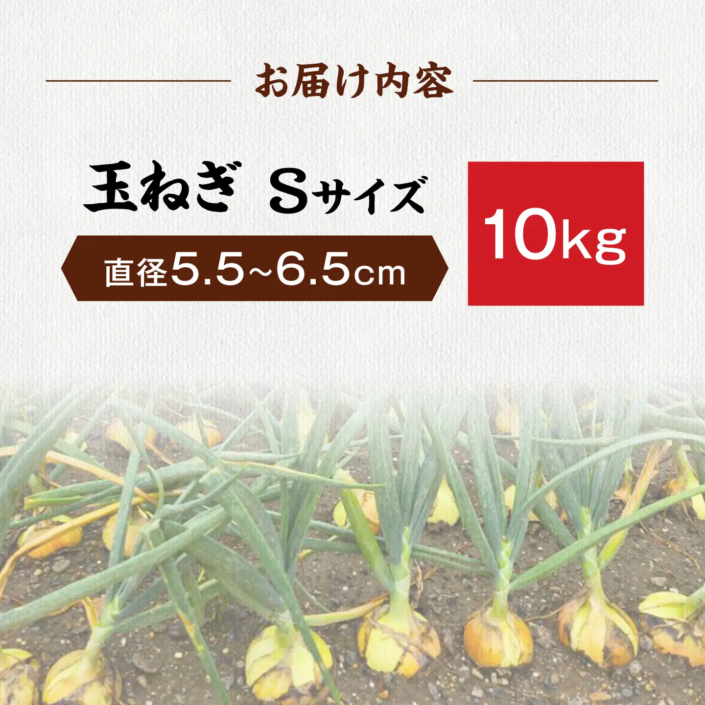 【先行予約】玉ねぎ10kg（Sサイズ）[AQDZ009]玉ねぎ