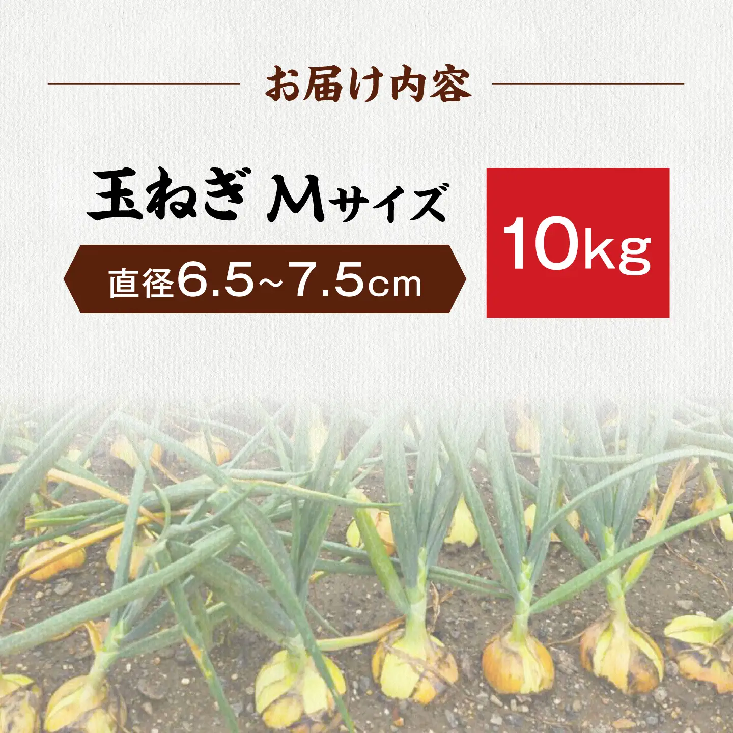 【先行予約】玉ねぎ10kg（Mサイズ）[AQDZ010]玉ねぎ