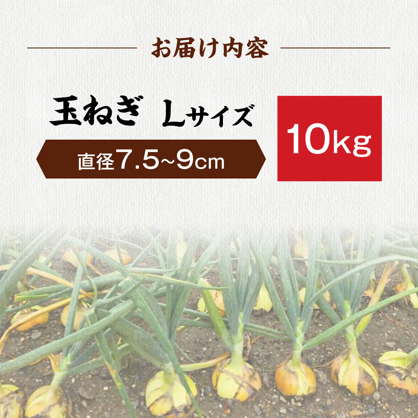 【先行予約】玉ねぎ10kg（Lサイズ）[AQDZ011]玉ねぎ