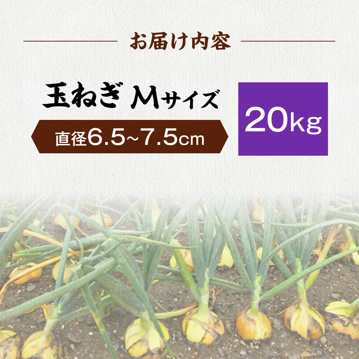 【先行予約】玉ねぎ20kg（Mサイズ）[AQDZ014]玉ねぎ