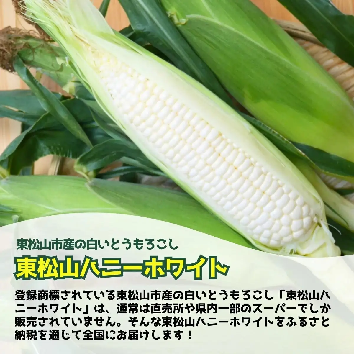 ハニーホワイト 5本 ＜先行予約＞ 特大サイズ(3L) ハニーホワイト 東松山市