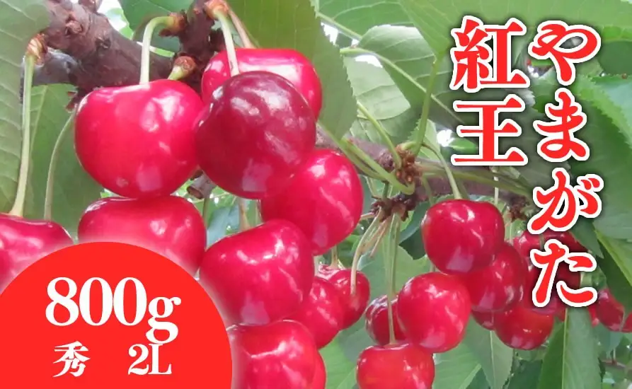 さくらんぼ ( やまがた紅王 ) 800g サクランボ 08-01-194