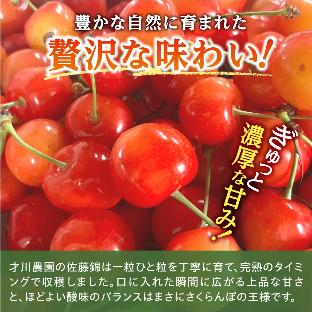 先行予約 さくらんぼの王様 佐藤錦 720g L～2L 北海道余市産 さくらんぼ_Y168-0001