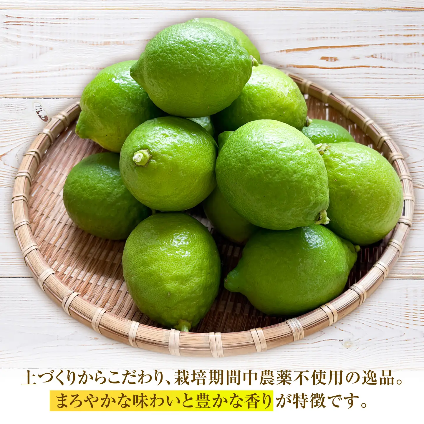 【先行予約】 レモン 約2kg 栽培期間中農薬不使用 〈2026年10月上旬～2026年12月末〉 / 高知 レモン 果物 柑橘 フルーツ デザート 調味料 料理 【川渕果樹園】[ATHX008]