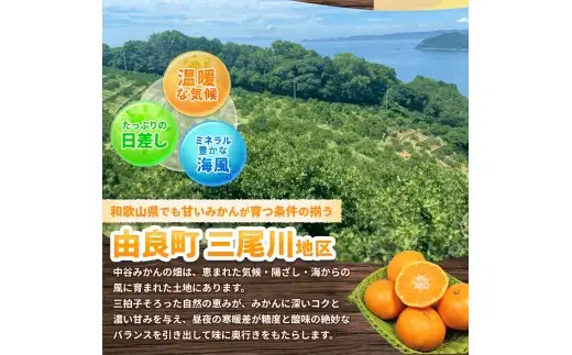 はるみ みかん 5kg S～4Lサイズ混合 / くだもの 甘い 柑橘 果物 和歌山 ※2027年2月上旬～2月中旬頃に順次発送予定【nktn013-r-5】