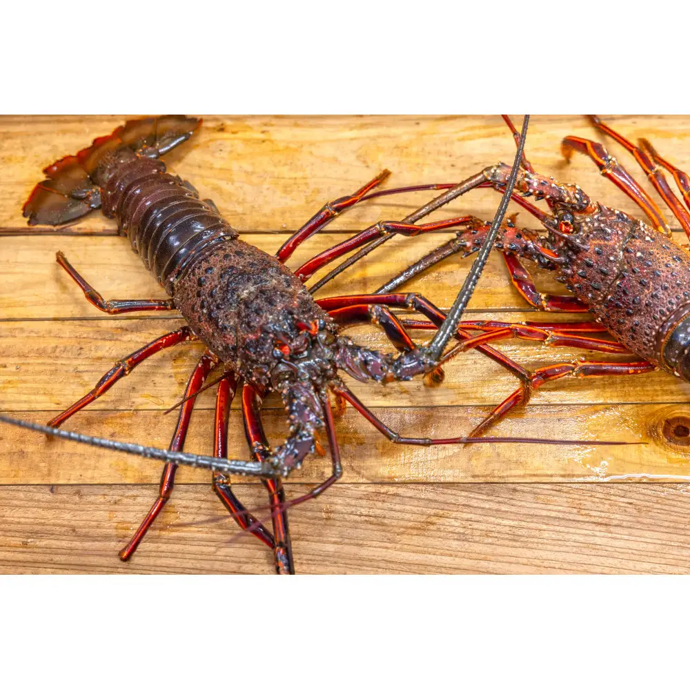 那智勝浦産 伊勢海老 1kg（各100～300g・4～5匹）
