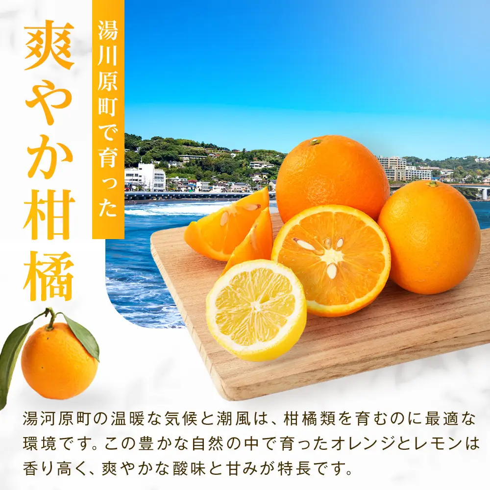バレンシアオレンジ５ｋｇ＋璃の香（レモン）１個【2026年6月以降発送】