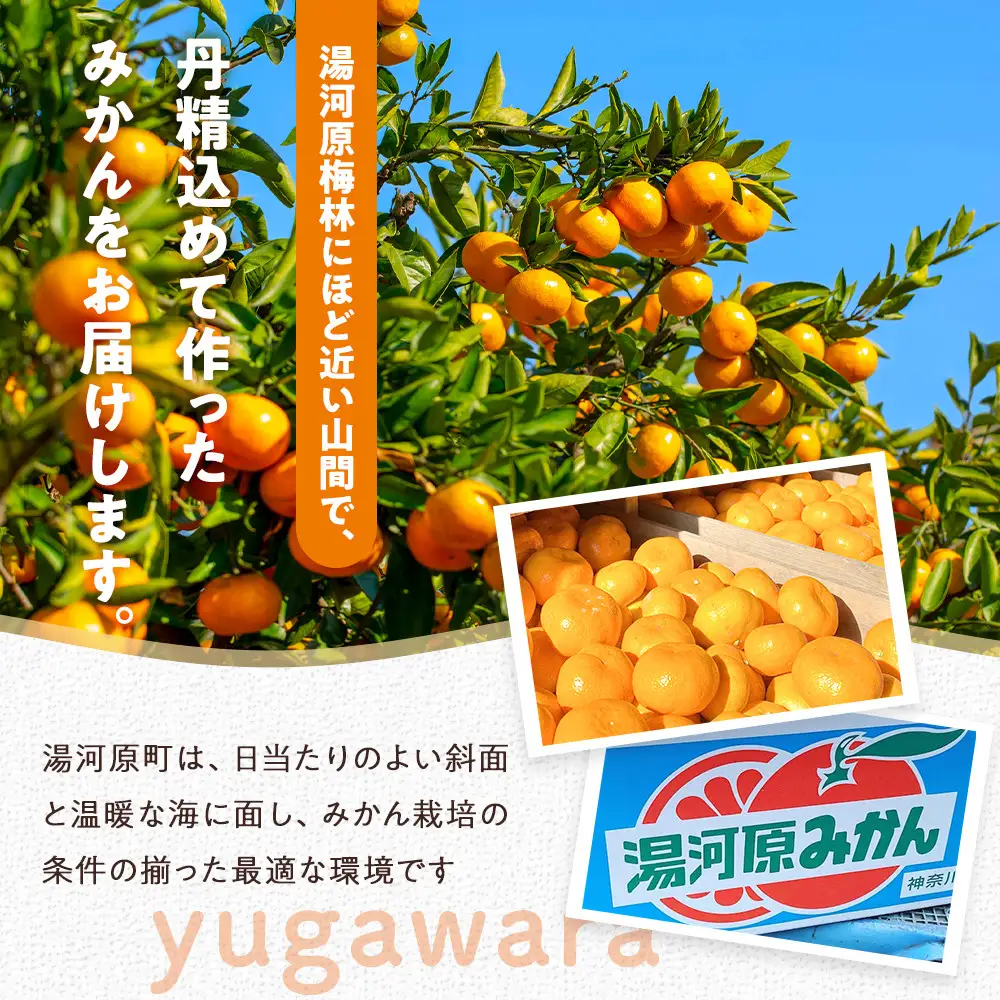 甘みと酸味のバランス抜群・宮川早生みかん　10kg(Lサイズ) | 湯河原町 Lサイズ 10kg 宮川早生みかん 果物 旬 みかん フレッシュ