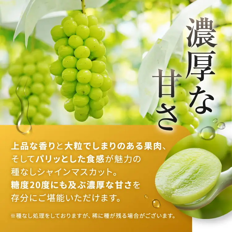 シャインマスカット ナガノパープル 食べ比べ 各1房 計2房 約1200g 農事組合法人田原 伊那市 長野県 信州 【012-84】
