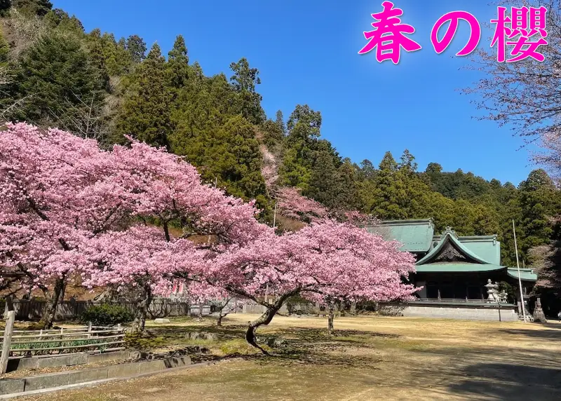 箸蔵山 ロープウェイ「往復券」 チケット おとな 1枚 【 箸蔵山 】