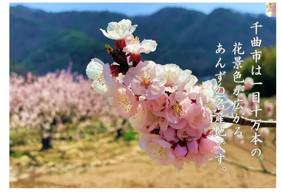 千曲の干し杏   120g （5袋） |  あんず