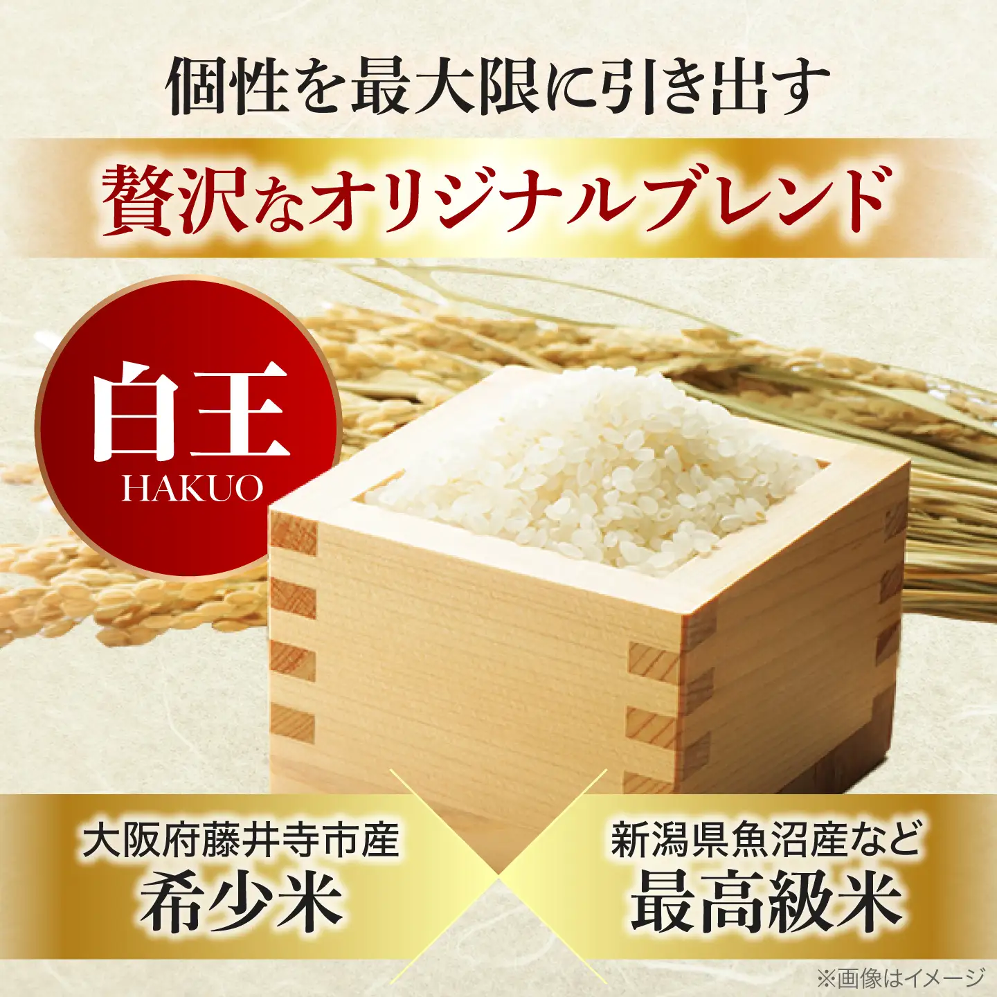お米 白王(HAKUO) 10kg（5kg×2個） お米 BLAZ003