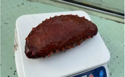 活 なまこ 赤なまこ1kg  / ナマコ 海の幸 由良町 新鮮 刺身 珍味 産地直送 海産物 特産 和歌山県 ※2026年12月中旬～3月下旬頃に順次発送予定【skmn224-aka-1】