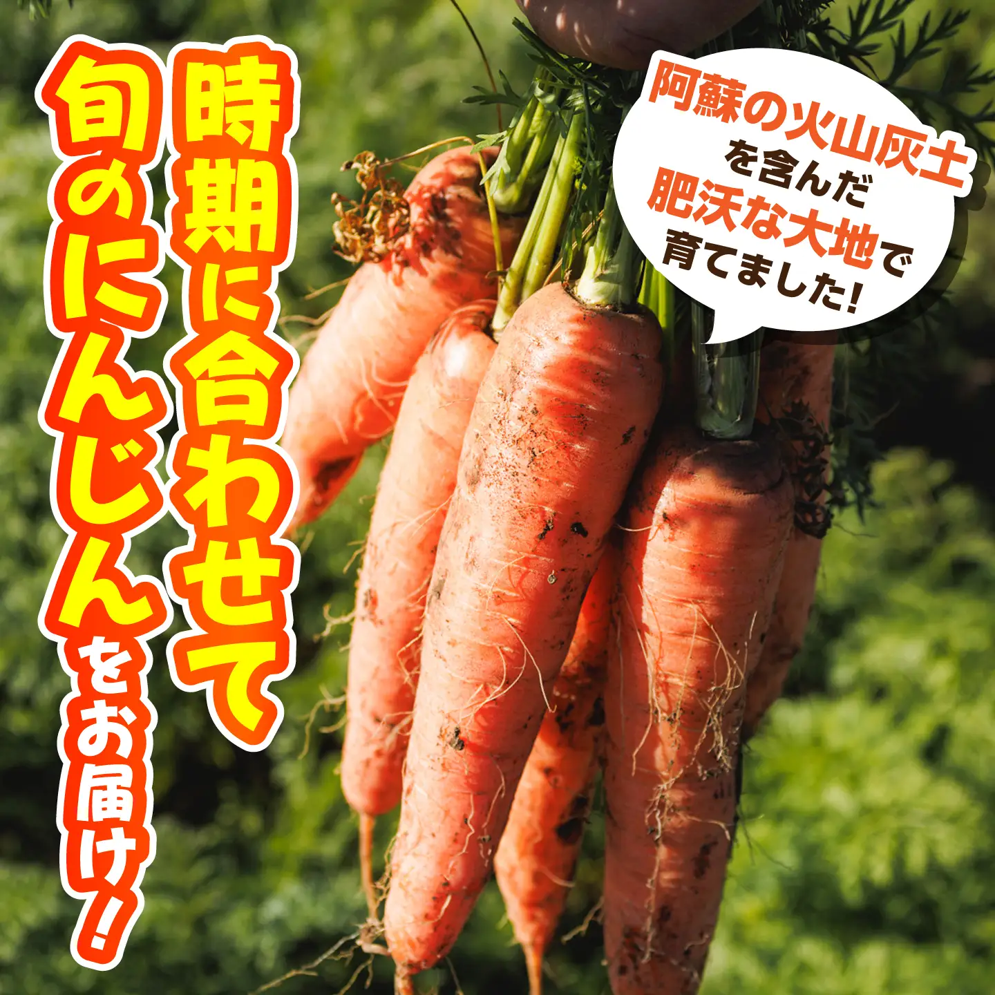 菊陽春にんじん 5kg にんじん BHDH002