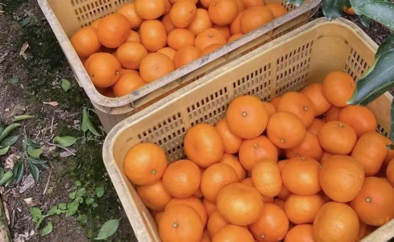 【2027年先行予約】みかん 愛媛県 せとか 3kg 優品 12～15個 レッスルファーム 【2027年1月中旬以降発送】 数量限定 おすすめ 美味しい おいしい グルメ フルーツ くだもの 愛媛県産 人気 柑橘 伊予市｜B258