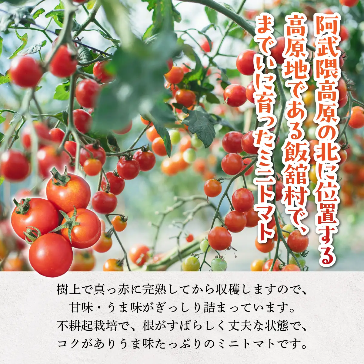 【8月中旬以降発送】飯舘村のミニトマト ITTAO001