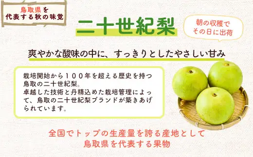 二十世紀梨 3kg【倉吉産】（倉吉観光梨園） 梨 果物 フルーツ 和梨